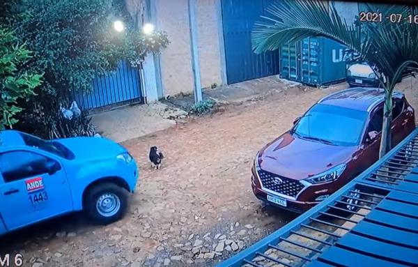 Hombre "sin corazón" atropelló y mató a un perro