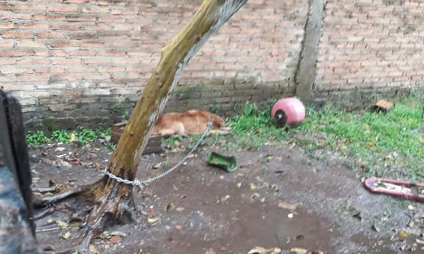 Rescatan perra encadenanda bajo la lluvia en Coronel Oviedo - OviedoPress