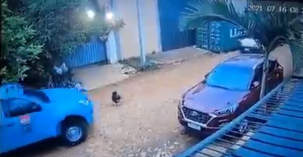 Camioneta de la ANDE arrolla a un perro: “Le importó un bledo atropellar a ese ser inocente” | Ñanduti