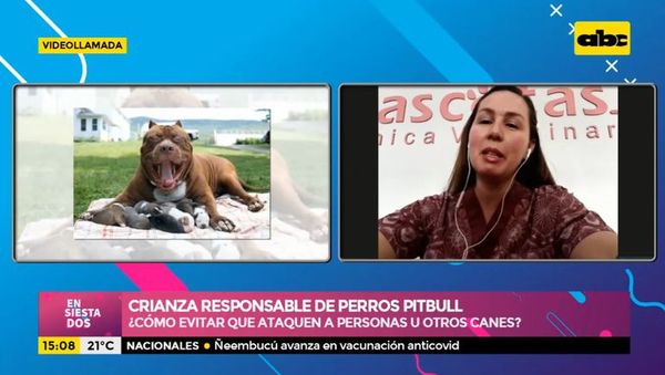 Crianza responsable de perros pitbull - Ensiestados - ABC Color