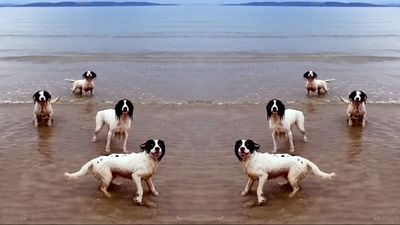 Los tres perros de Tilda Swinton, recompensados con la Palm Dog de Cannes