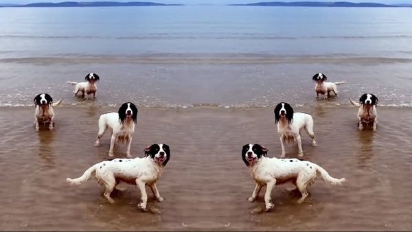 Los tres perros de Tilda Swinton, recompensados con la Palm Dog de Cannes