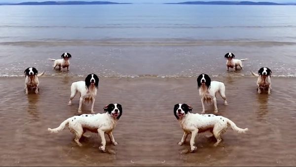 Los tres perros de Tilda Swinton, recompensados con la Palm Dog de Cannes
