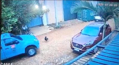 Crónica / MATÓ A FIRU. El vecino aplastó a Pipo