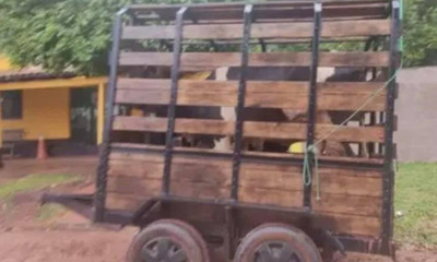 Capiibary: Escribana apresó vacas de una abuelita de 77 años porque entraron a su propiedad - OviedoPress
