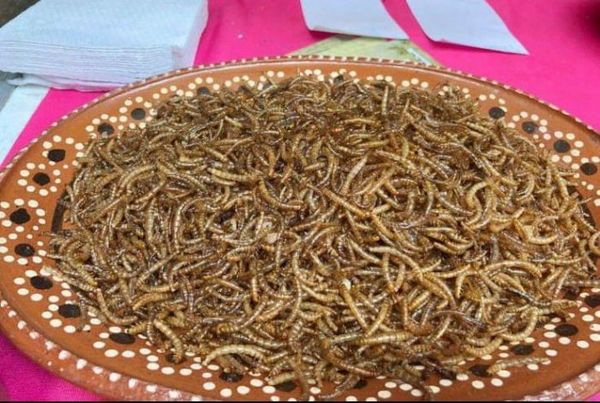 Europa certificó a un gusano como alimento seguro para el consumo humano.