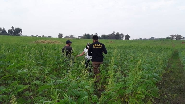 Diario HOY | Senad acompaña a pequeños productores de cannabis no psicoactivo