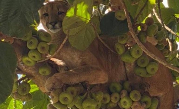 Diario HOY | Puma suelto en Canindeyú trepó a un árbol: “No sabemos cómo llegó hasta acá”