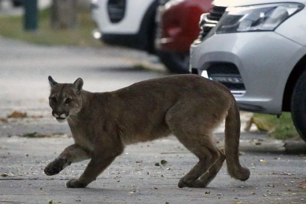 Puma anda suelto en un barrio de La Paloma - Nacionales - ABC Color