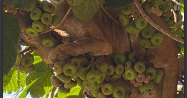 La Nación / Rescatan a una puma subida a un árbol en La Paloma