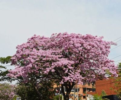 Belleza invernal eclosiona en rosa y da colorido a las calles de Asunción - Nacionales - ABC Color