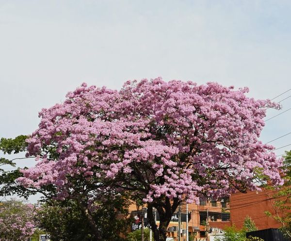 Belleza invernal eclosiona en rosa y da colorido a las calles de Asunción - Nacionales - ABC Color