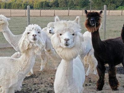 Universidad chilena vende su hallazgo de anticuerpo de alpaca contra el covid - Ciencia - ABC Color