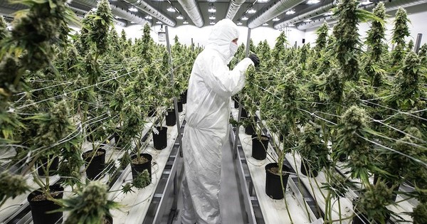 La Nación / El cannabis empezó a cultivarse en China hace 12.000 años