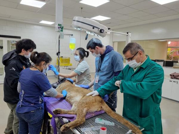Reportan que puma rescatado goza de buena salud - La Clave