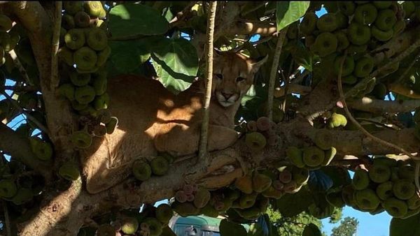 Un puma es rescatado tras llegar a la ciudad y ahora llevará un microchip