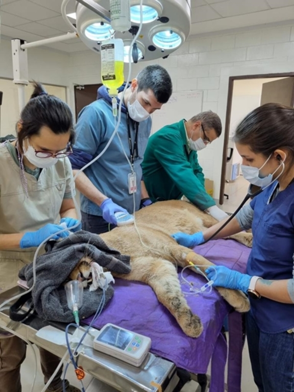 Puma rescatado en Canindeyú goza de buena salud | .::Agencia IP::.