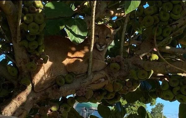 Canindeyú: puma rescatado goza de buena salud