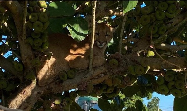 Puma rescatado en Canindeyú llevará un microchip