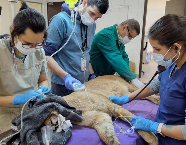 Puma rescatado en Canindeyú goza de buena salud