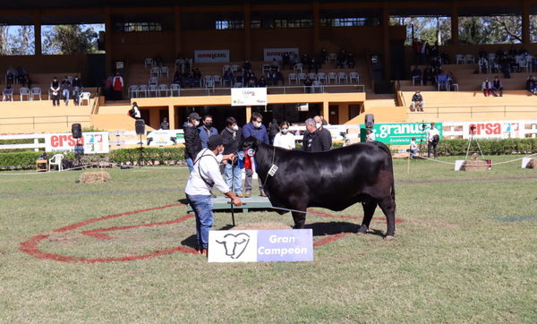 Con Brangus de “excelencia”, Ganadera CLS logró la Gran Campeona de la Expo Nacional