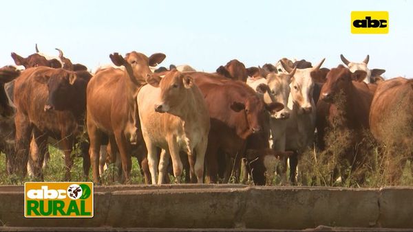 ABC Rural: Aumento de preñez combinando genética y nutrición - ABC Rural - ABC Color