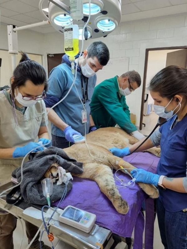 Puma rescatado en Canindeyú goza de buena salud