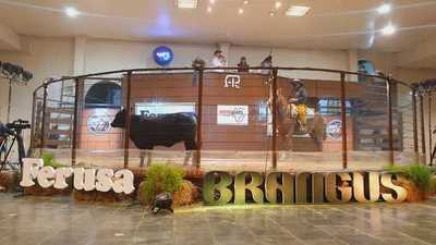 Ferusa remata hoy lunes reproductores de campo y bozal en la Expo Brangus