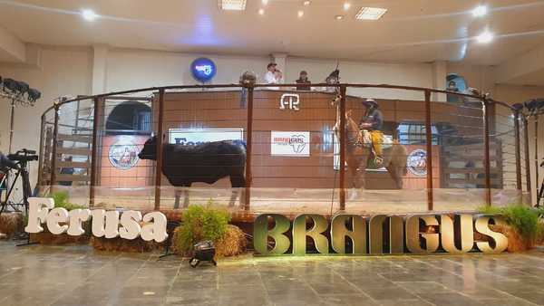 Ferusa remata hoy lunes reproductores de campo y bozal en la Expo Brangus