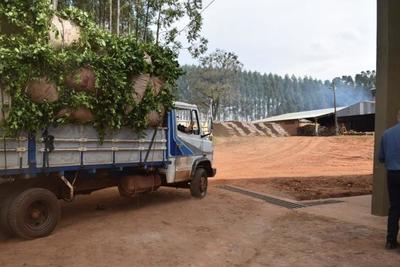 Buscan incluir al paisaje cultural de la yerba mate de Paso Yobái a lista de la Unesco | .::Agencia IP::.