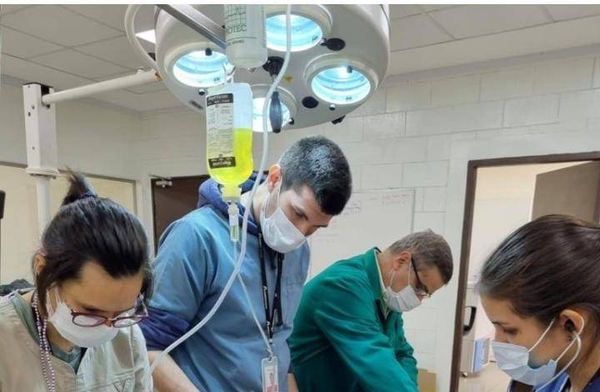 Diario HOY | Chequeo médico concluyó que puma rescatado goza de buena salud