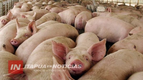 CONVERTIR LA SOJA EN CARNE PARA LA EXPORTACIÓN ES EL GRAN DESAFÍO