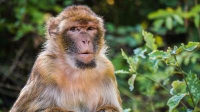 China… otra vez: reportó la primera muerte de un humano por un raro virus que transmiten los monos