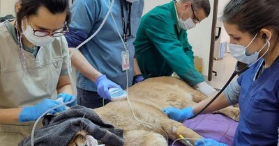 La Nación / Puma rescatado será liberado con un microchip en área protegida