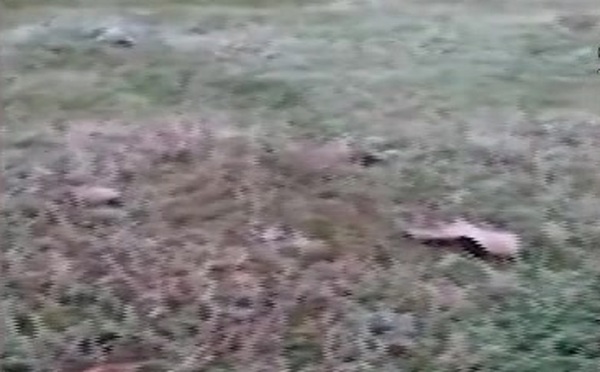 Temperaturas bajo cero se sintieron en el Sur del país - SNT