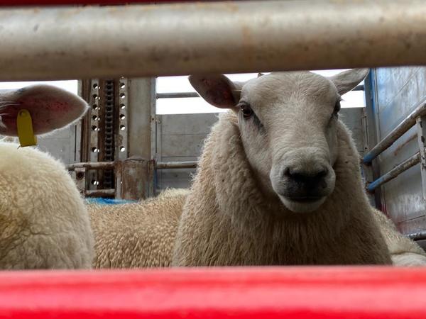 Criadores concretan importación de 50 animales Texel de cabañas uruguayas