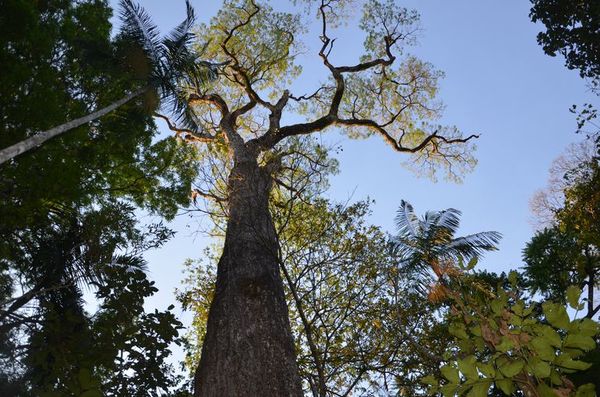 Récord de árboles inscriptos para concurso Colosos de la Tierra - Nacionales - ABC Color