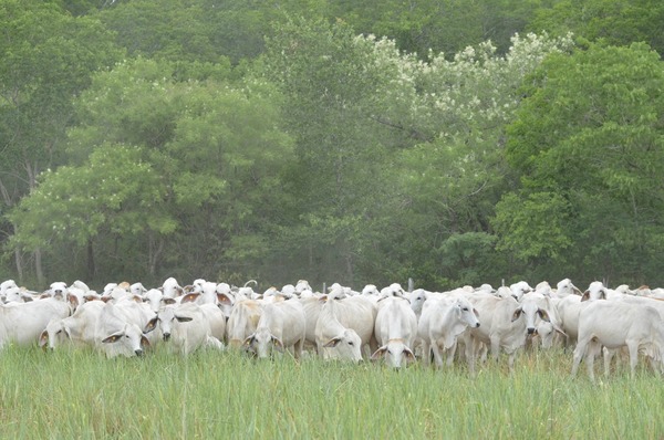 Hoy martes, Ganadera Puerto Max vende 2.300 vaquillas Cbo. 0 Brahman y Brangus