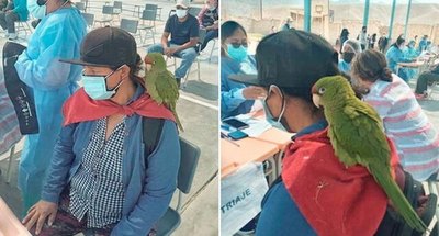 Crónica / Yiyi llevó a su loro de fiscal en vacunatorio