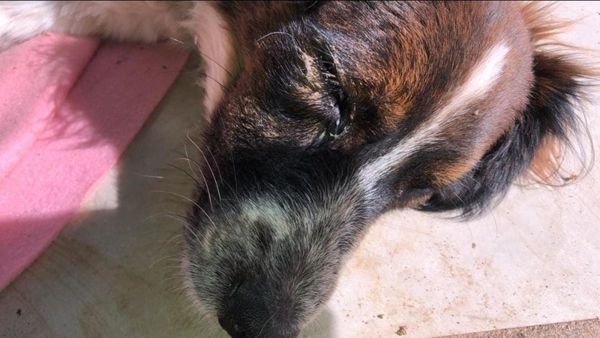 Vende empanadas para poder curar a su perrito