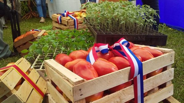 Con apoyo de la EBY, horticultores de Juan O’Leary inician cosecha de tomate | .::Agencia IP::.