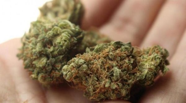 OMS recomienda retirar al cannabis de la lista de sustancias peligrosas
