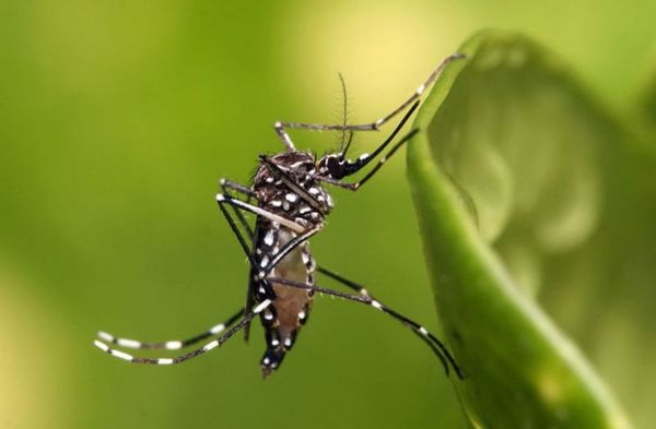 CientÃ­ficos concluyen que infecciÃ³n previa por dengue protege contra zika