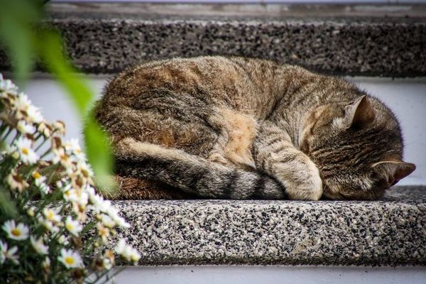 Cárcel para “salvadora” de gatos que los mataba de hambre en su apartamento - Mascotas - ABC Color