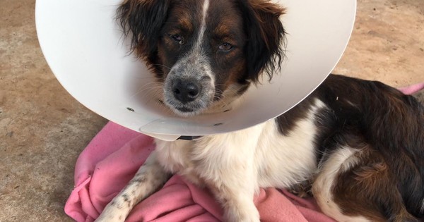La Nación / Leidy Ramírez vende empanadas para pagar el tratamiento de su perrito Tommy
