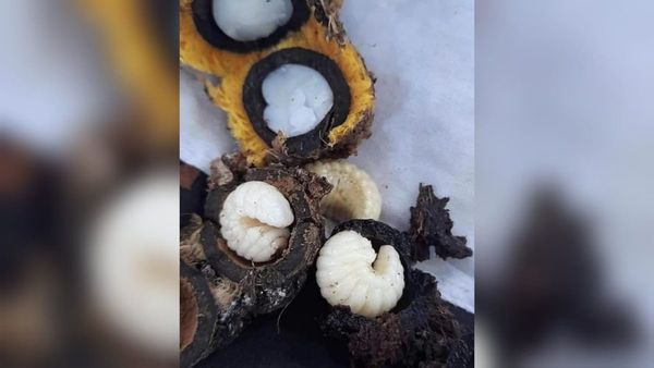 "¿Se come o no el gusano de coco?", la pregunta que armó debate en redes