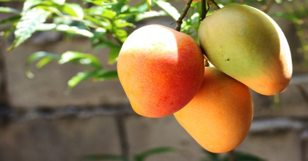 Evalúan alternativas innovadoras para la industrialización del mango en Paraguay