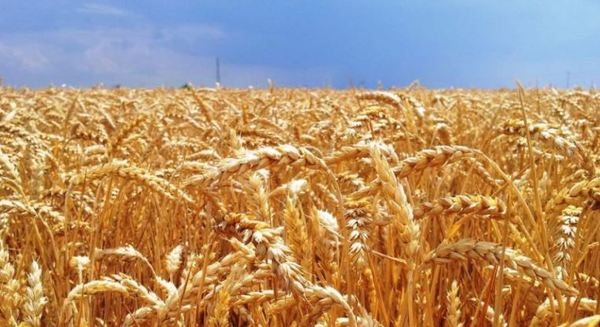 Precio del trigo sufre una caída de 3%