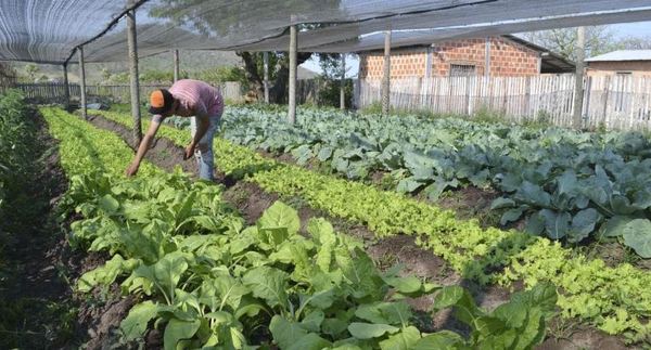 Gobierno invertirá USD 25 millones para asistir a familias agricultoras