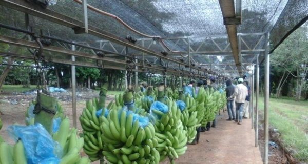 Exportarán banana paraguaya a Chile